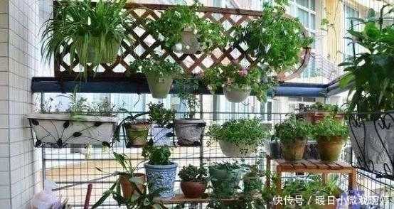 头一次见阳台上面还能这样养花，几平米空间变花园，太聪明了