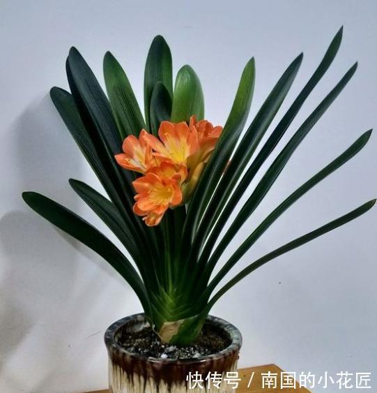 漂亮花|4种“漂亮花”,“穷养”长得旺,精心呵护活不长