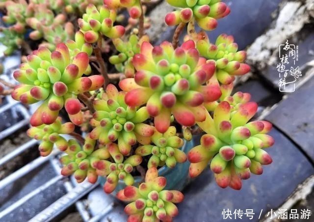 从一颗到500多盆，遇见多肉后，满眼全是你！