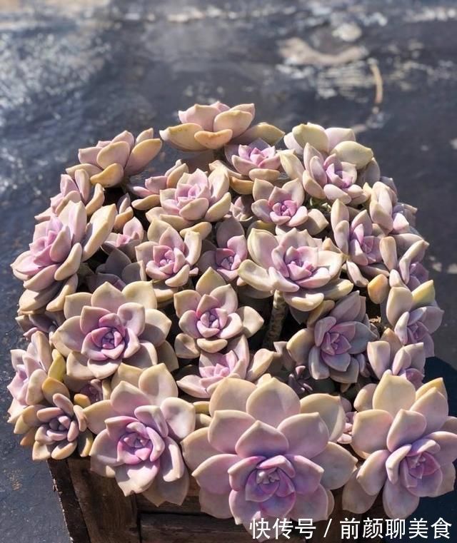 多肉|一种紫色“多肉”,5个养护小技巧,叶片肥,长成群生的漂亮老桩