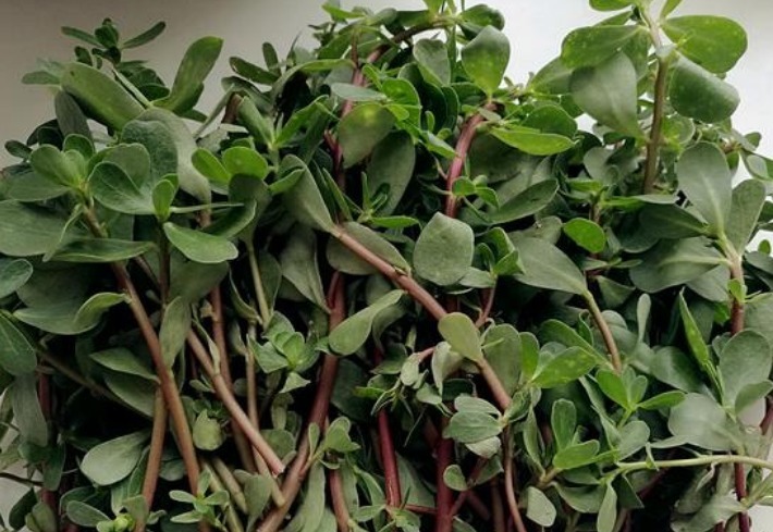 野菜|十个女人九个湿气重，这4种野菜每天吃几口，肤白更显年轻！