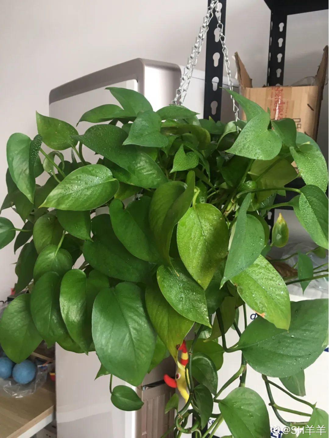 折腾不死的25种花,咋养都爆盆,家里必须养!