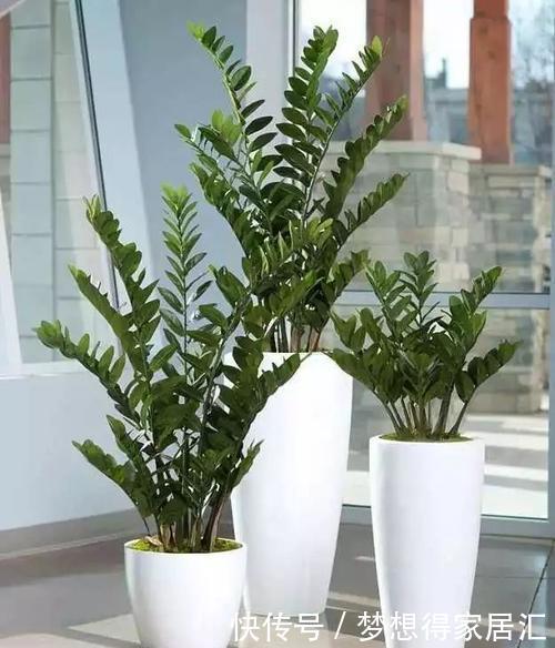 生长|家里养花选它,好养又好看,一盆变多盆,寓意美好,值得拥有!