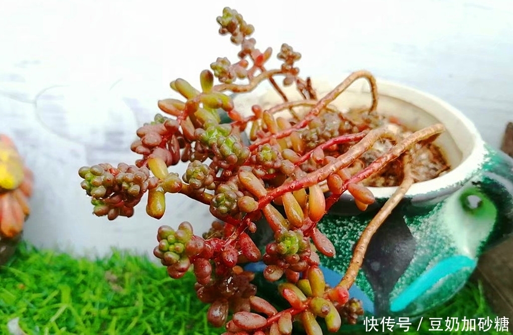 徒长|这些多肉夏天可以不遮阳,因为不容易晒伤,但遮阳很容易徒长