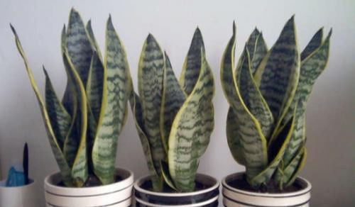 盆栽|30年老花农养花秘诀给虎皮兰喝一勺它,不烂根,叶绿茎壮长得快