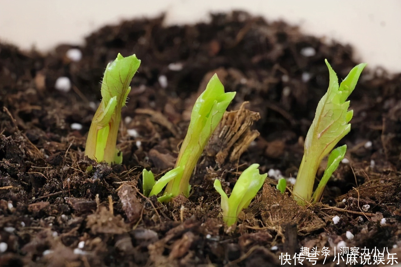 被名字耽误的“网红花”，“花大如碗口”颜色艳，一花能熏一室香