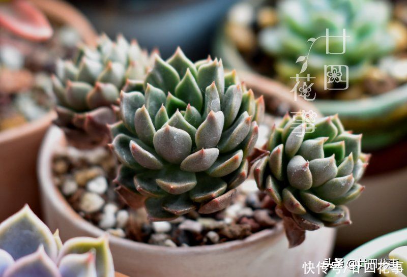好心|多肉上盆后，新手喜欢拔苗助长，以为是“好心”，结果肉肉没服盆