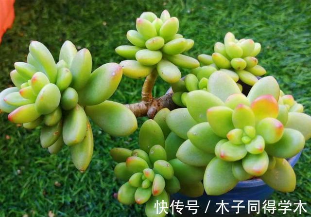 繁殖|3种花不用买,路边掰点枝叶扦插,天热生根快,轻松繁殖一大群