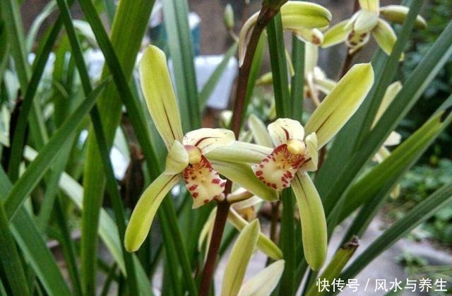 养兰花,用1个“简单方法”繁殖,一盆变3盆,盆盆开花爆盆!