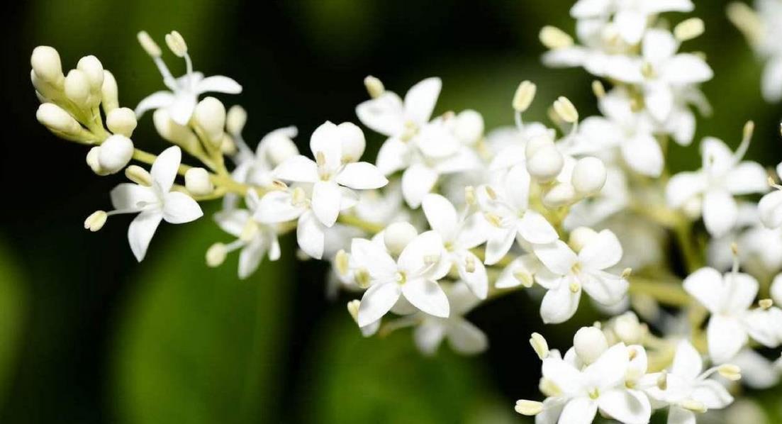 客厅|这几种特殊花不能放在客厅,别看开花美,但花香实在顶不住
