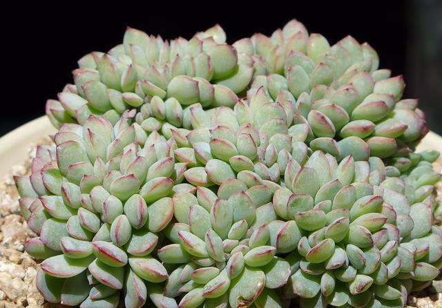 花盆|阳台养多肉，做好7点，养出的多肉就是比别人家的要美一点