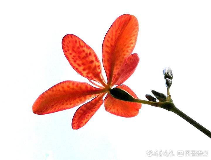 高军|这妖艳美丽的花朵名叫凤翼，入中药清热解毒