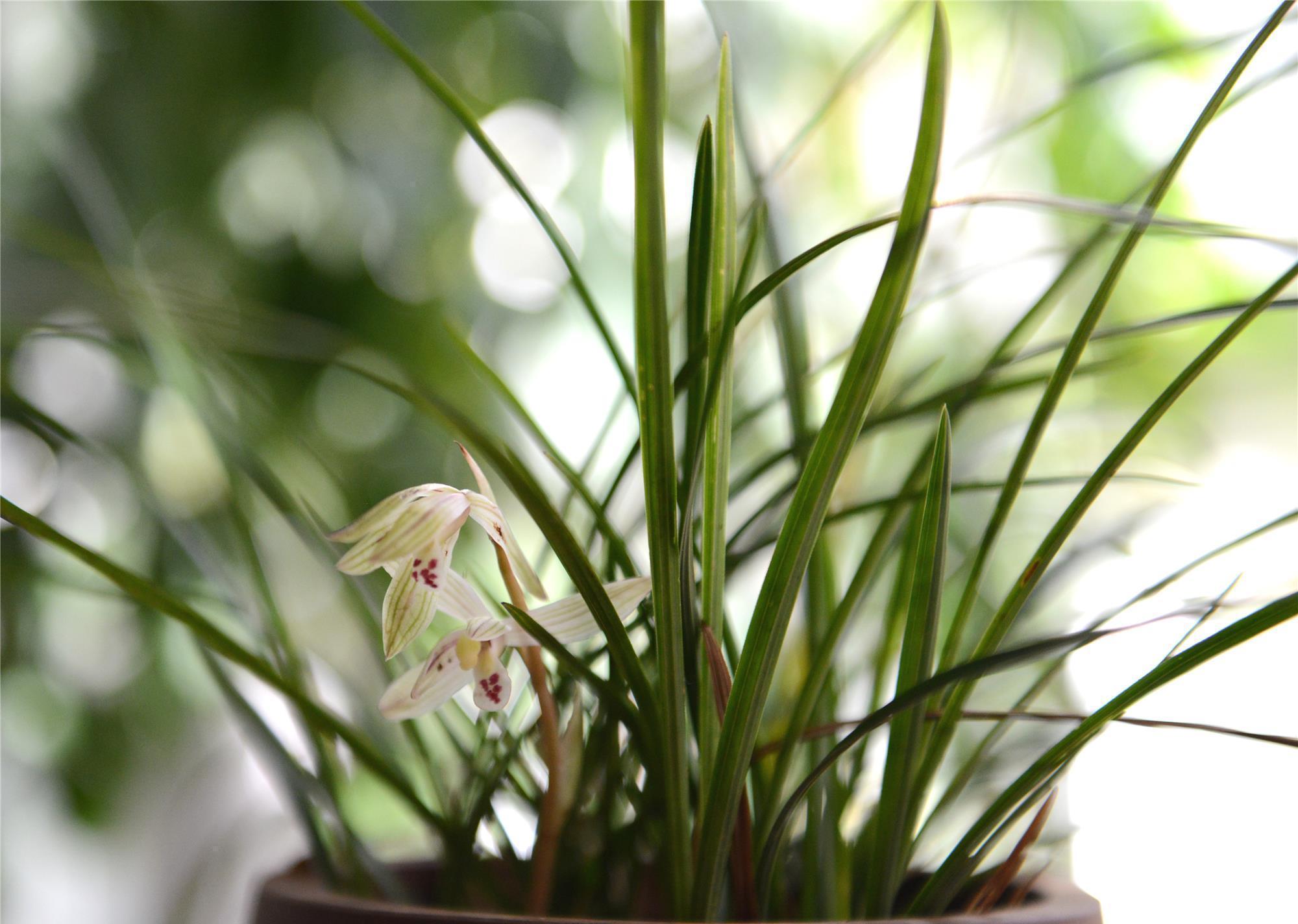 硫酸亚铁|入冬养兰有“三怕”,避开不落蕊,缀出白嫩萝卜根,绽放层叠群兰