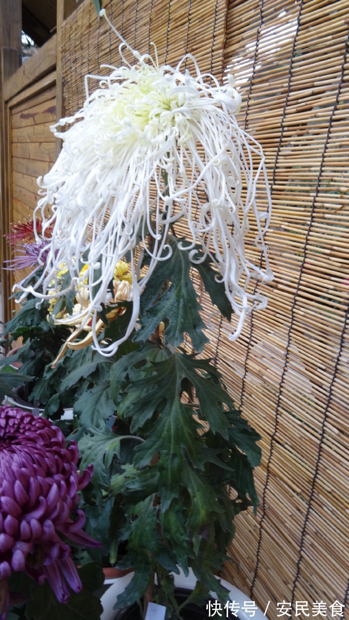 喜欢菊花,就养盆“十大名菊”十丈珠帘,似少女丝发,飘逸灵动!