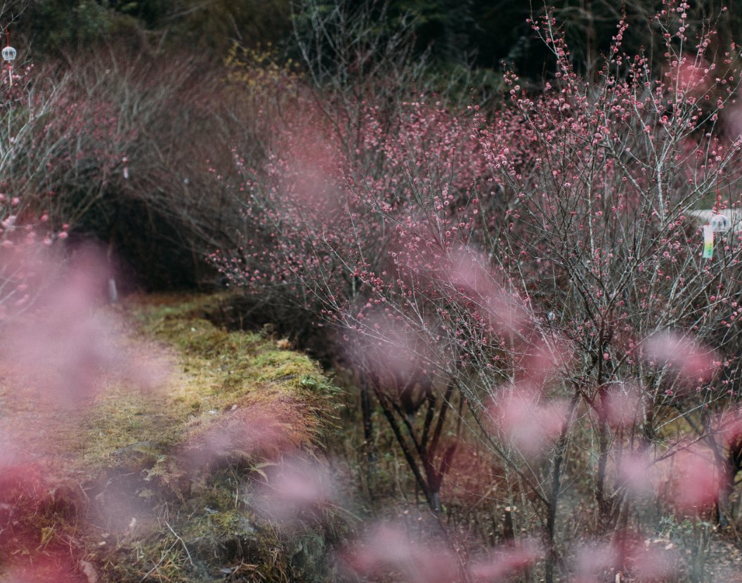 等待绽放|漫山遍野！春节期间盛放！永嘉又一处“梅”好之地！