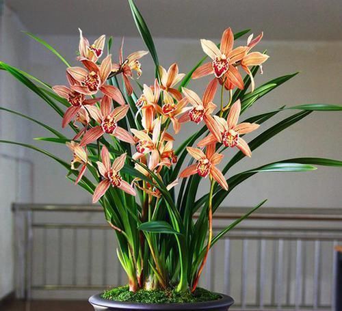 这款兰花号称“爆盆小能手”,花色妖娆,花香味最浓,现正值花期