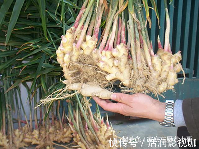 生姜当盆栽,3个月变成10盆,摘一茬吃一茬,不花一分钱,太值了