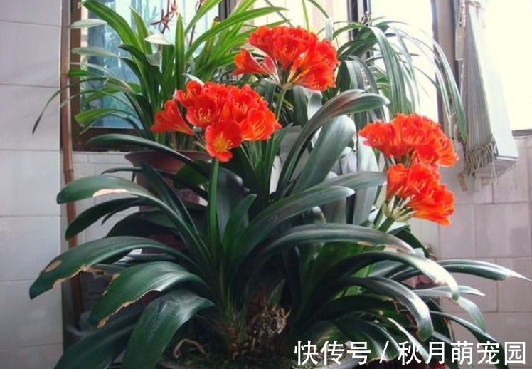 细数木炭养花,至少有4大好处,养啥旺啥