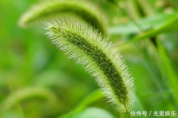 功效|农村常见的狗尾巴草，拿来泡水喝竟有这么多功效，后悔才知道