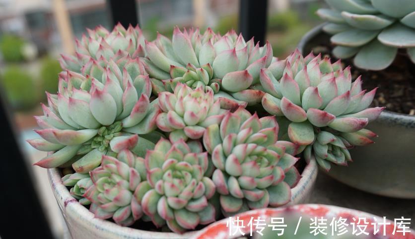 时节|9月养多肉，不要粗心大意，注意这3点盆栽才能平稳生长