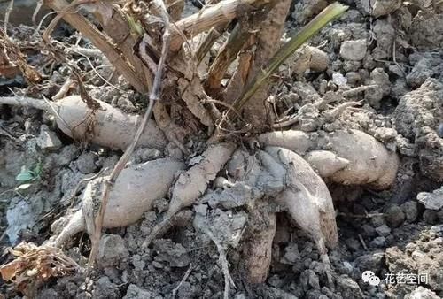 土培|这三种花不是一次性花,开花一次接一次,“手欠”扔掉太可惜!