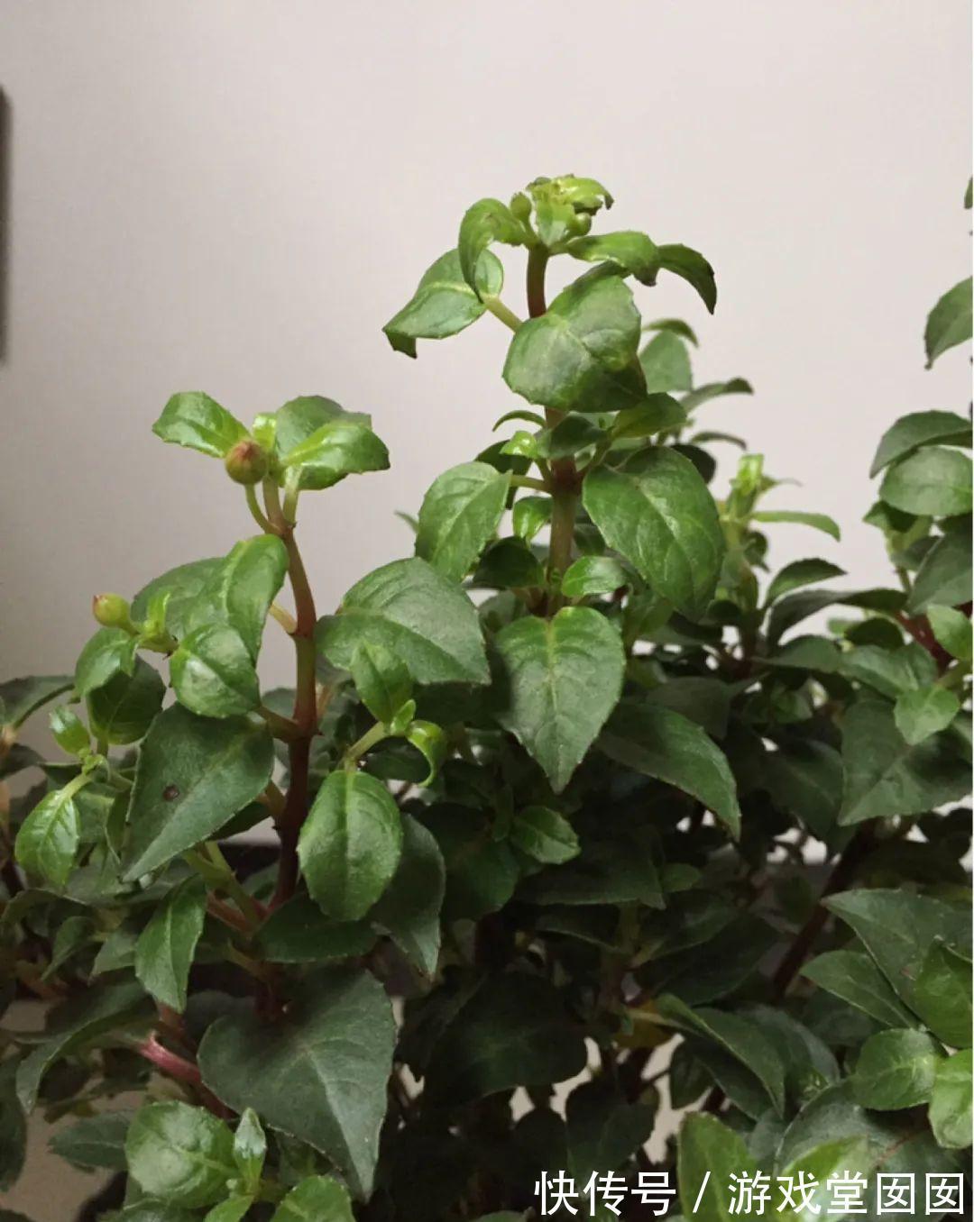 给花喷点它，叶片油绿茂密，花苞嘟噜噜冒出来