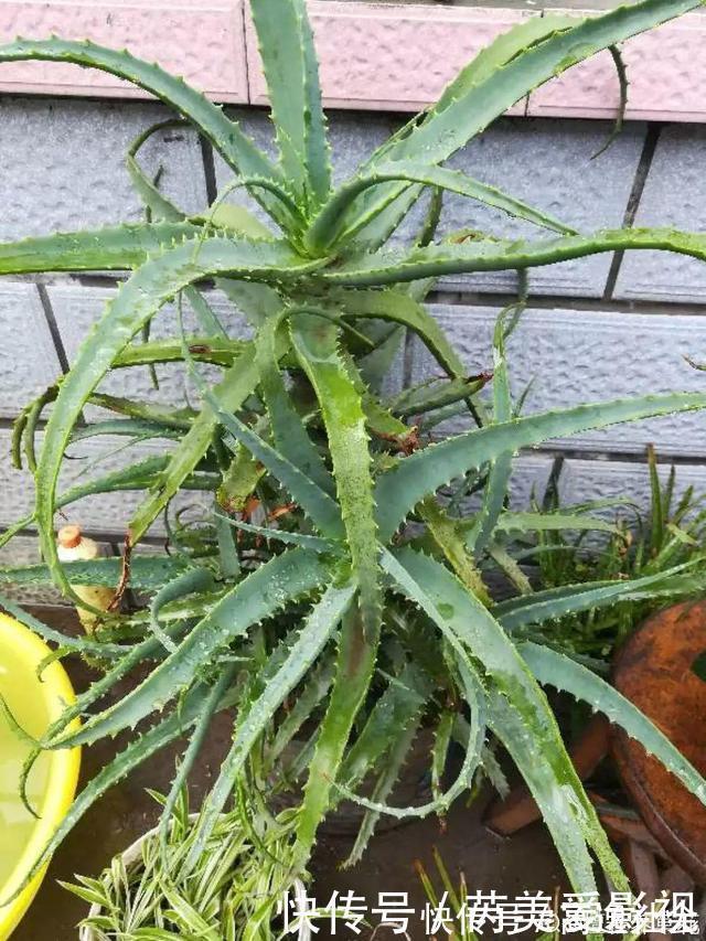 人养花,花也养人,这15种花,越养家里越干净