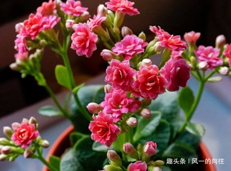 这三种花最不爱喝水，越是旱它越是轻松长不停，懒人必备