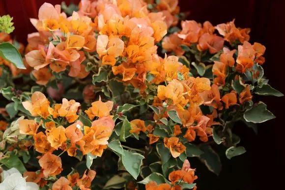 6种花喜欢晒太阳,越晒花越多,一开200天不歇气!