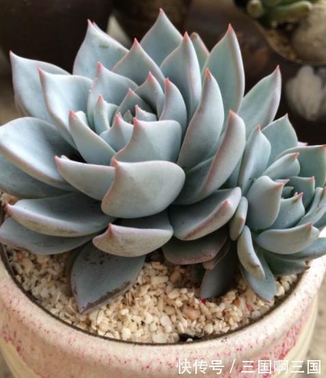 10种适合新手的多肉,生命力顽强,一年到头都有好状态,真美