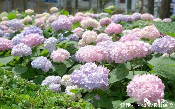 花毯|太太太美了吧！静安街头竟然铺上了浪漫花毯亚博！