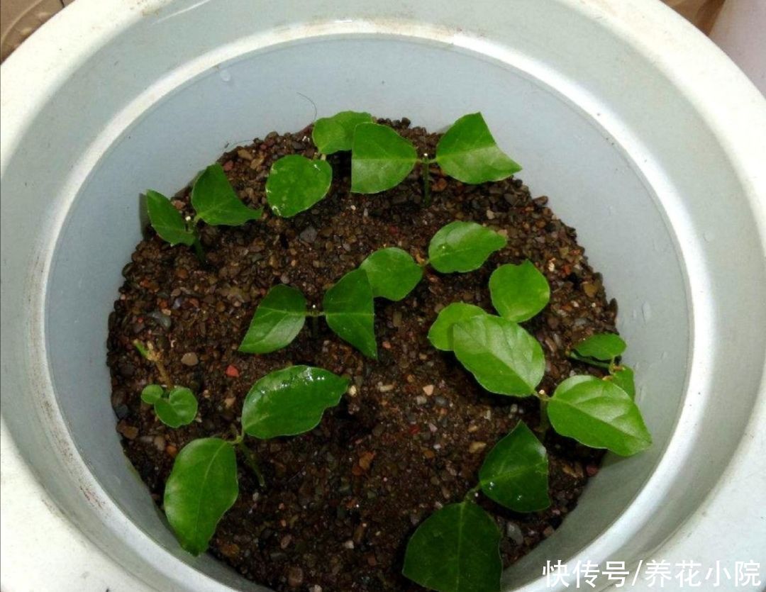 5种花不用买，1根枝条就能扦插，成活率高