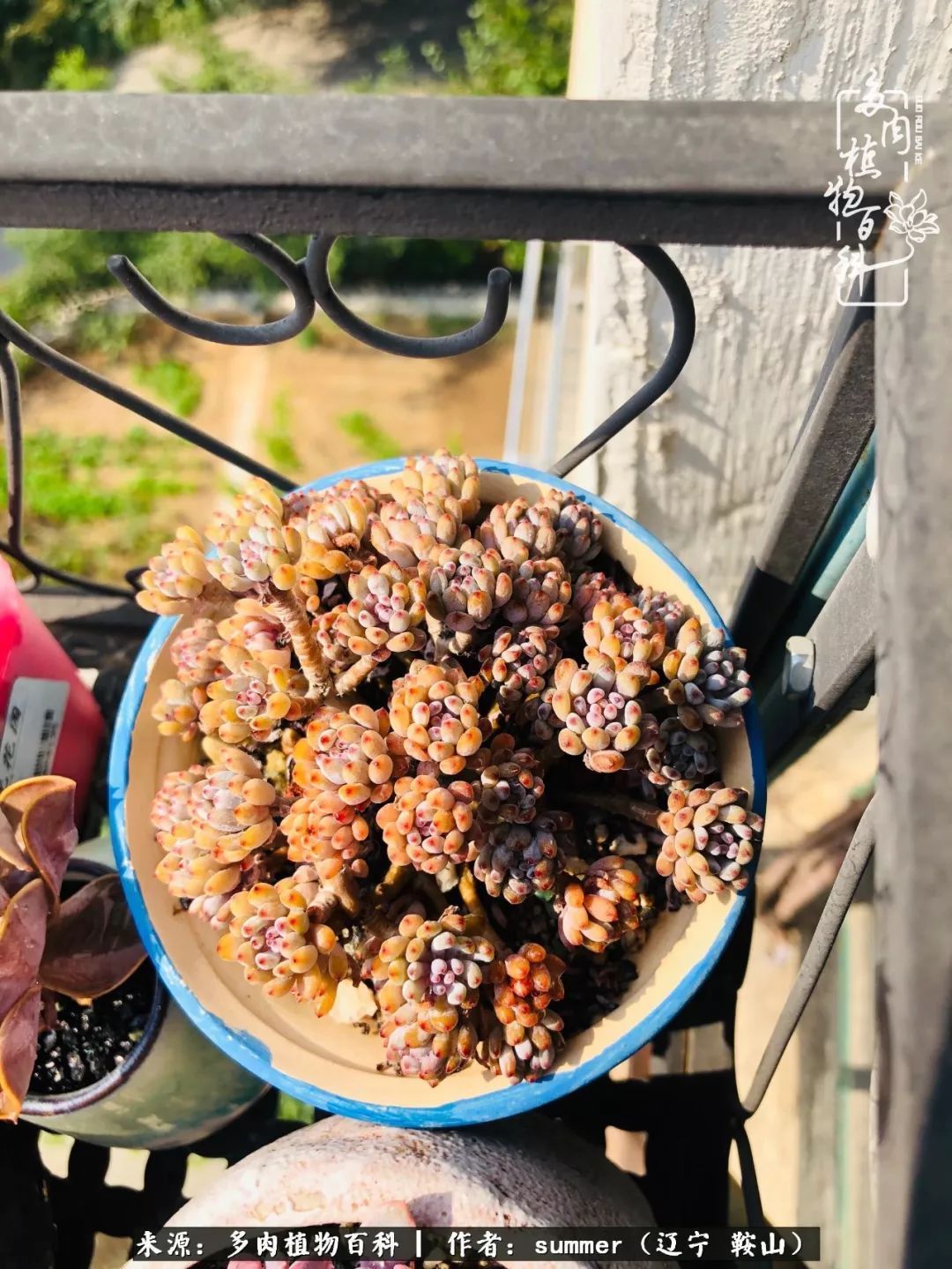 活着即是王道!我和我大东北的多肉们!