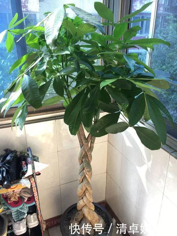 养花|养花技巧6种花须用小盆“挤着养”,控水好、长得旺!