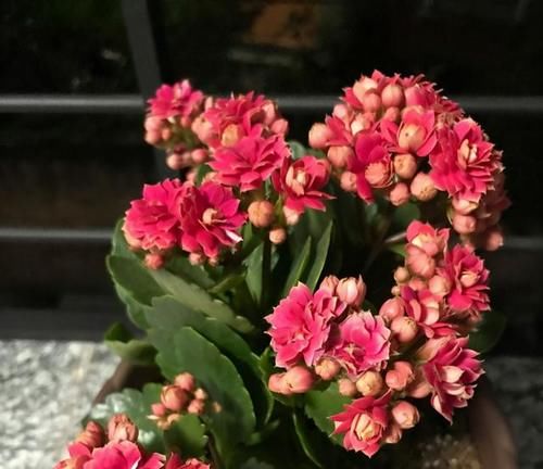 长寿花光长叶不开花,是什么原因,该如何处理呢?