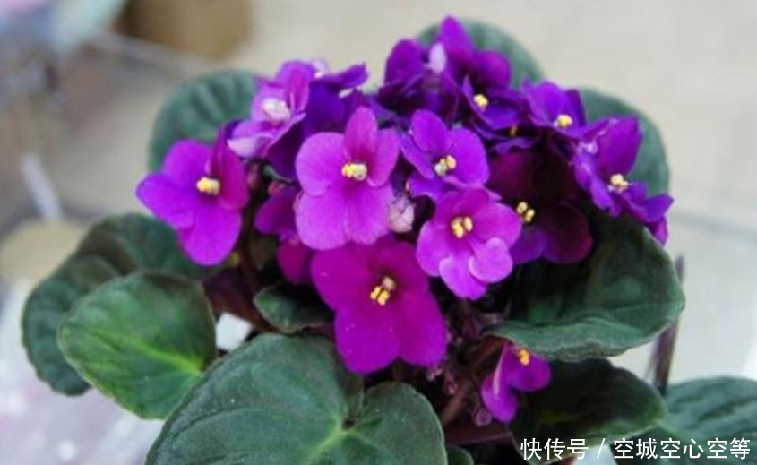 此款花卉,好养易爆盆,花香易打理,养在客厅美极了