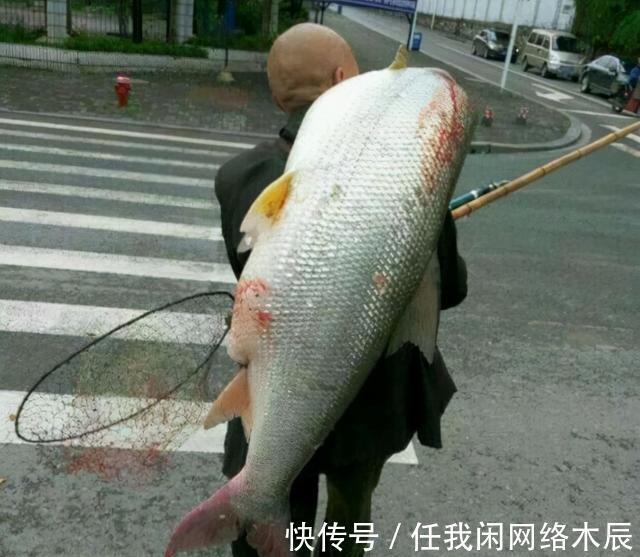 江苏小伙阳澄湖钓起40斤水老虎，拖到工地加餐，不放生为湖除害