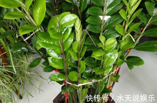 大土豆|金钱树养不好掌握“2点”，叶片绿得滴油，盆里全是“大土豆”