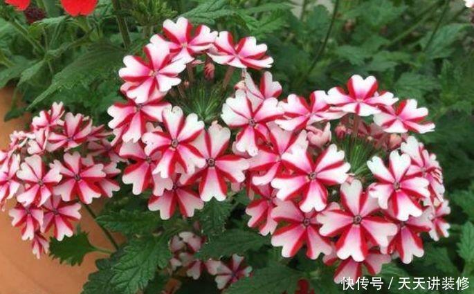 家里养上4种花,比牡丹还美,花香优雅,迷倒人!