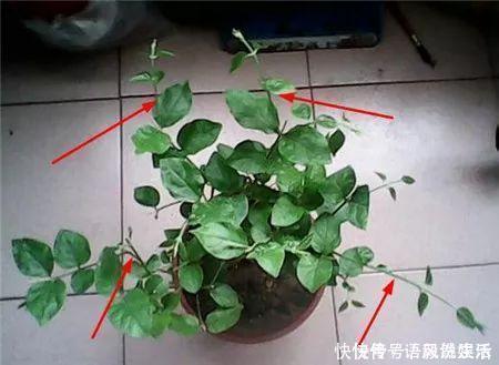 腐叶土|茉莉花这样养不爆盆都难,15年养花老手亲自传授4招,一个月爆盆