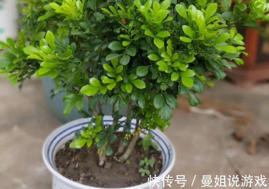 米兰这么养,疯狂冒新叶,开花香又多