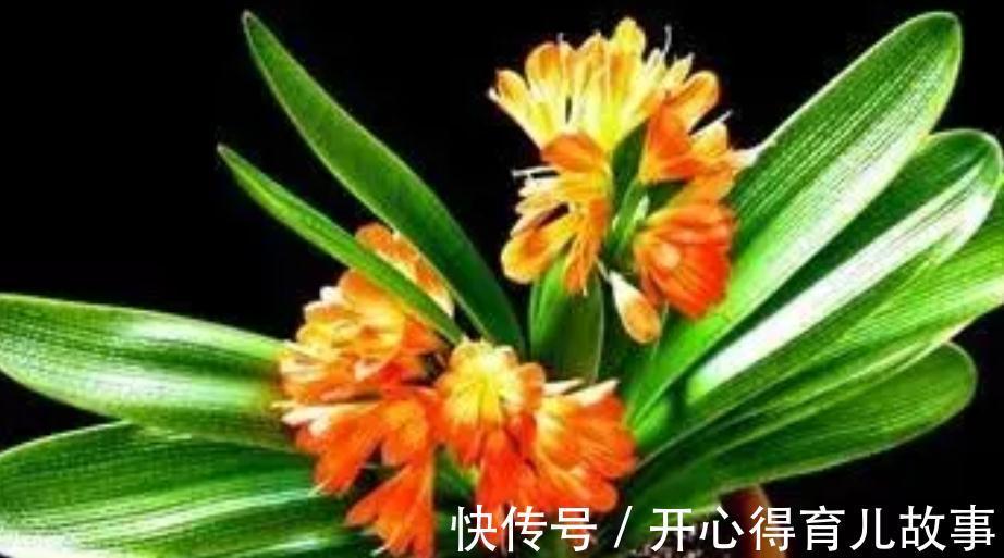 冬天这些花不能喷水