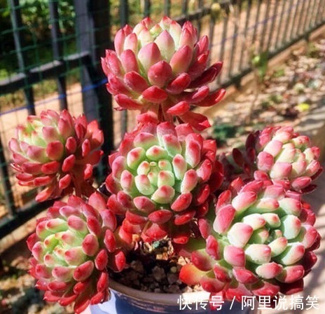 技巧|精挑细选32种多肉植物,1分钟掌握养护技巧,非常实用