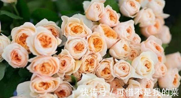奥斯汀|推荐15种欧月月季任你选,开花最多、花量最大,超美!