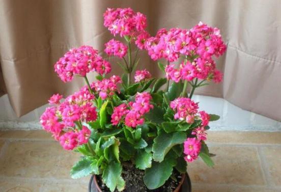 盆栽养殖长寿花，花谢就修剪、施肥，等一个月又能催花了