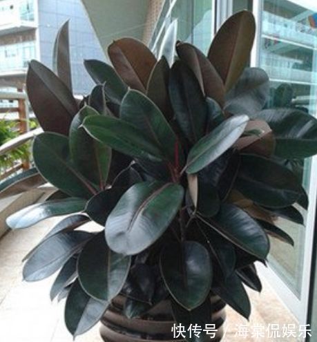 植物|家养这些植物，一月浇一次长得旺，叶子油绿开花多！