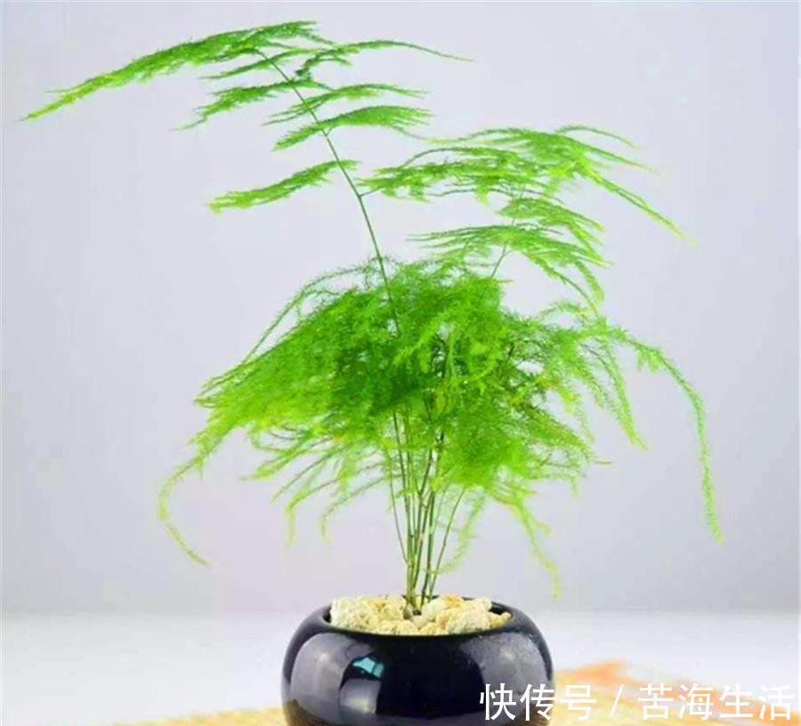 烂根|文竹有“3怕”,难怪叶子发黄还烂根,学会了四季常青,枝繁叶茂