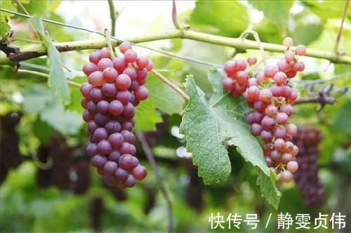 营养物质|会吃的人最健康,多吃以下食物,润肠通便,帮助消化,美味健康