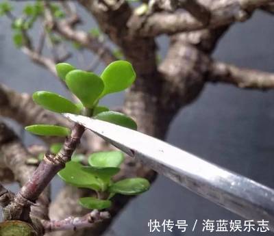 养护|教你2个“小诀窍”，快速把玉树养成“小老桩”，造型优美