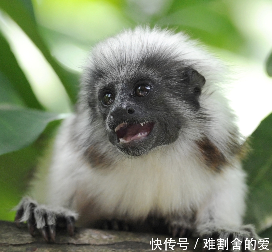 猴子|这种猴子的拉丁学名来源于希腊神话,却拥有着相当朋克的别致发型